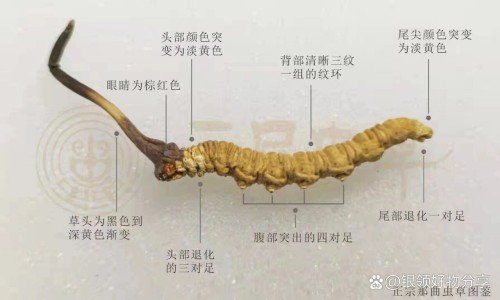 旧版活力霜功效网 :分享活力霜真的很神奇吗-活力霜是干嘛的知识